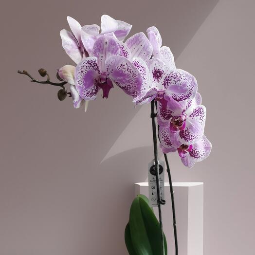Orchid falinopsis