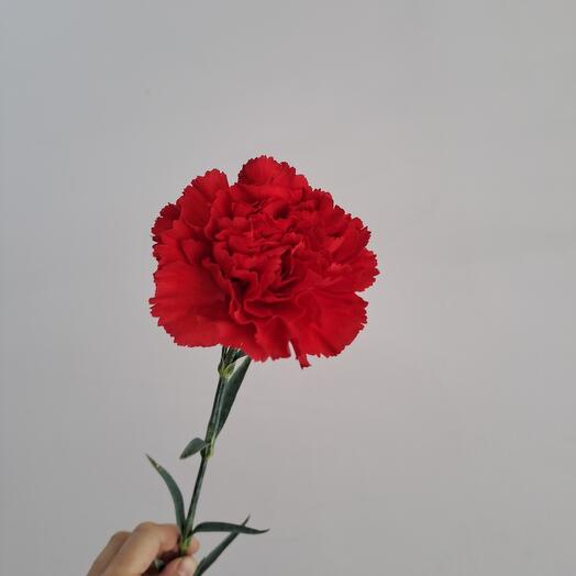 Гвоздика красная