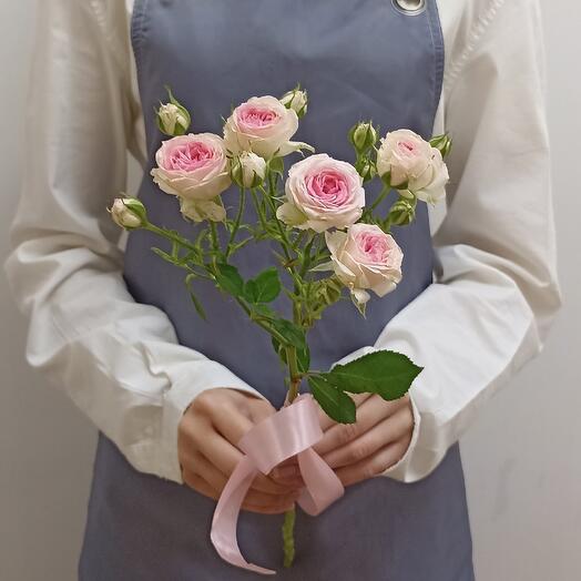 Роза кустовая
