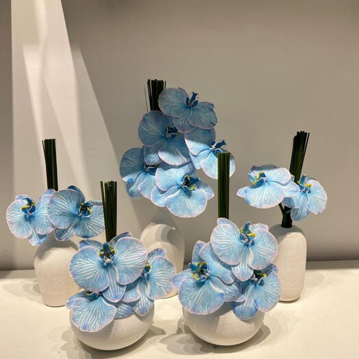 Blue Orchid in Ceramic Vase for Home Setup