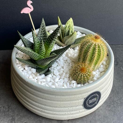 3 home plants in ceramic bowl