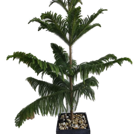 Araucaria Heterophylla with Pot and Pebbles_2 Mtr