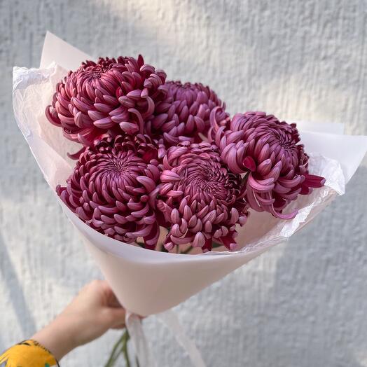 Хризантемы Бигуди