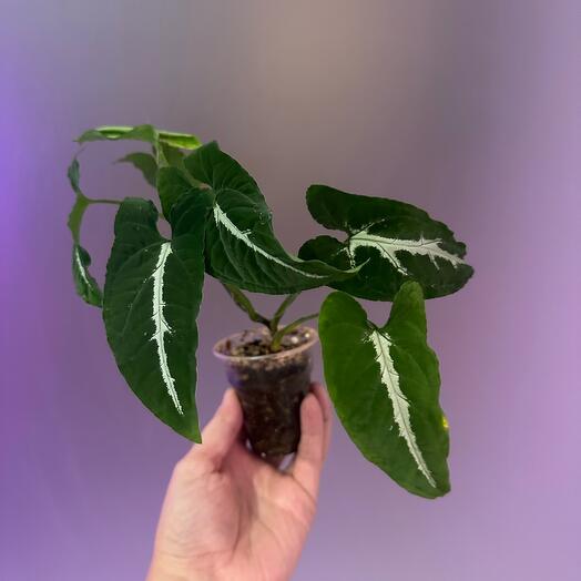 Сингониум Вендландии грей Wendlandii Grey