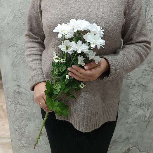 Хризантема кустовая