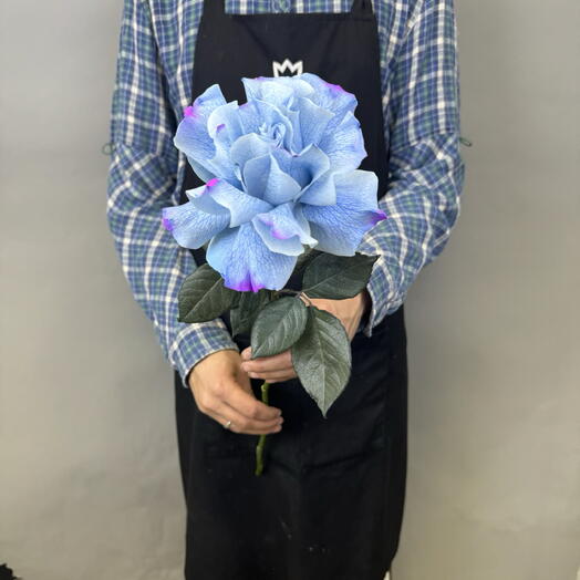 French blue Rose