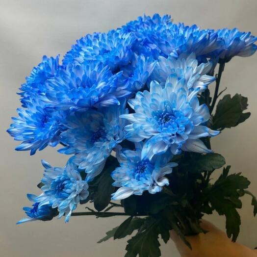 Chrysanthemum bush blue