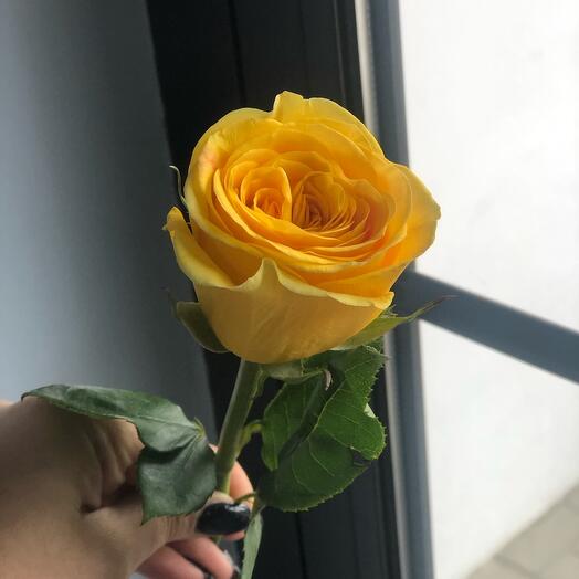 Желтая Роза 💛