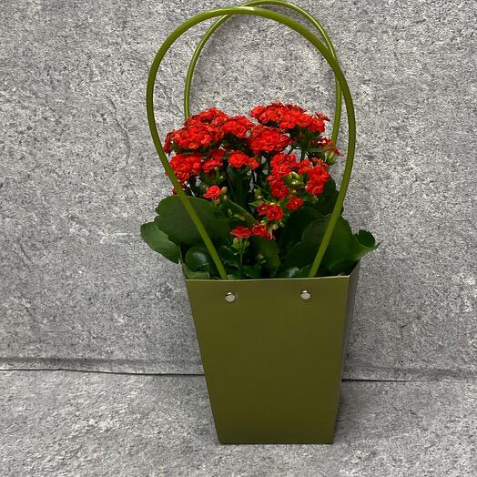 Каланхоэ в подарочной сумочке