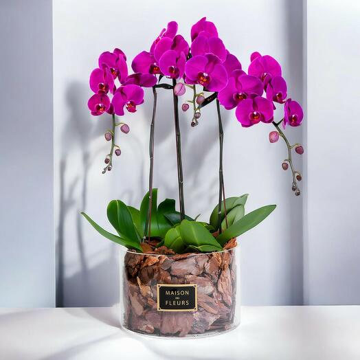 Orquideas lilas en cristal