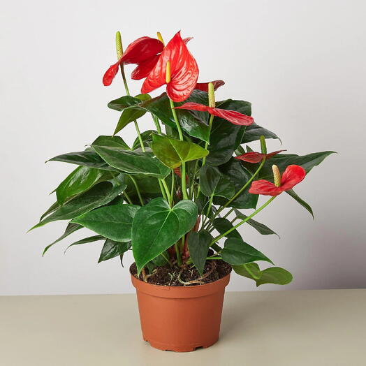 Anthurium Red Plant – Flamingo Lily, Painter s Palette, Flamingo Flower- Plastic Pot