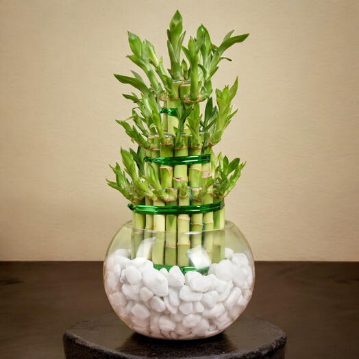 3 Layer Lucky Bamboo in Elegant Glass Vase with Crystal Stones