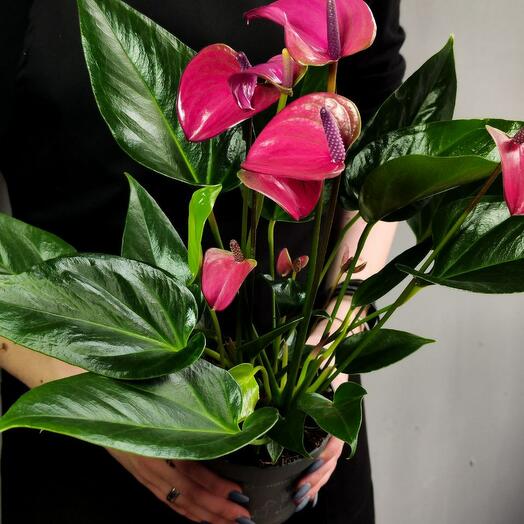 Антуриум Карма Пурпурная (Anthurium Karma Purple) D12см