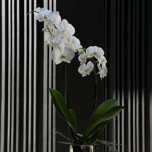 Орхидея в золотом горшке