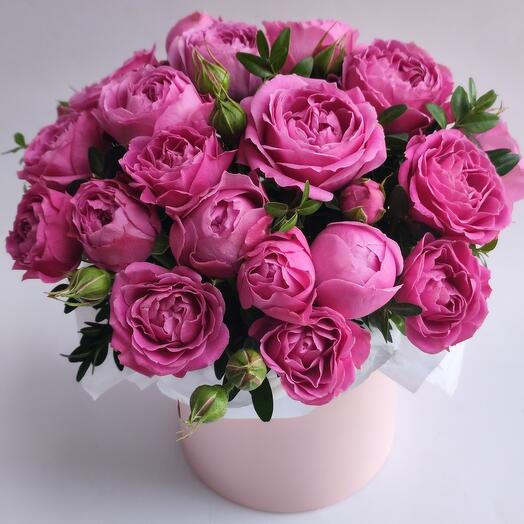Rosa peonía