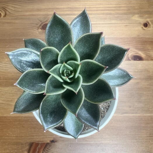 Эхеверия Мексиканская