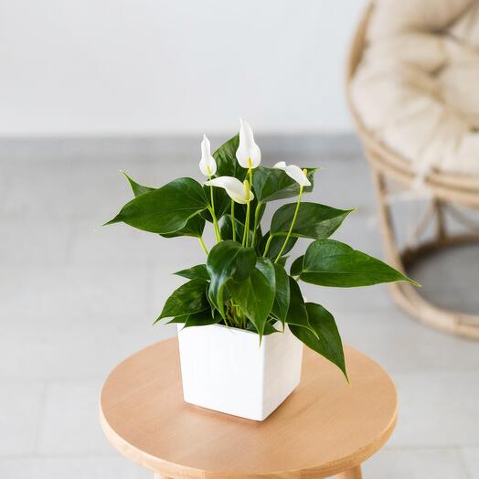 Антуриум Anthurium andraeanum Lilli White
