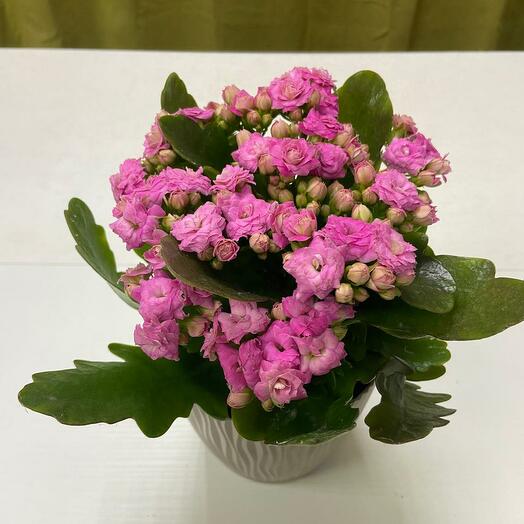 Каланхоэ розовый