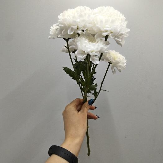 Хризантема