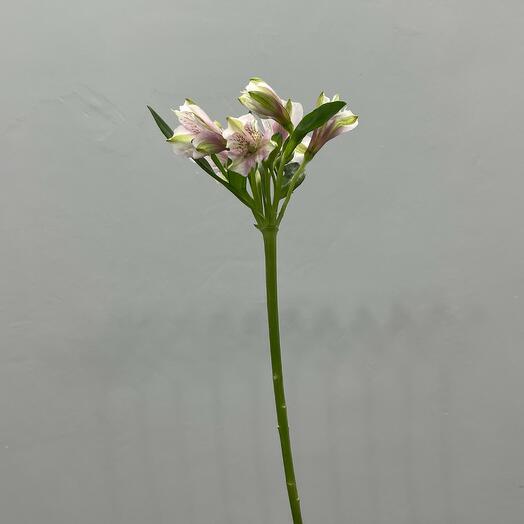 Альстромерия