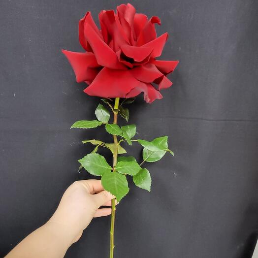 Французская роза