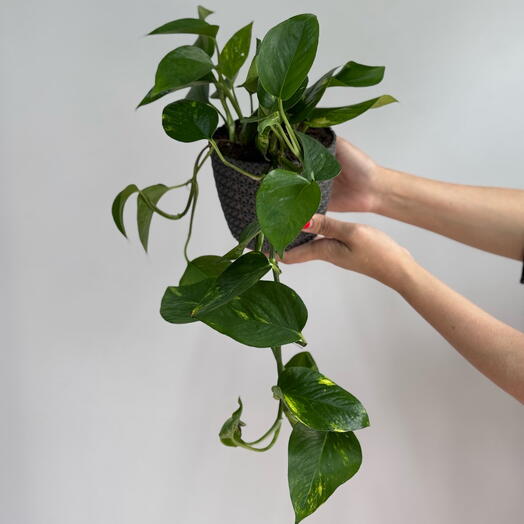 Эпипремнум в кашпо