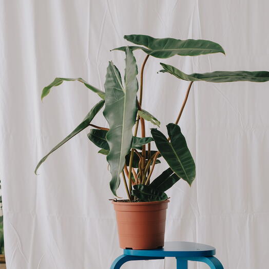 Philodendron Billietiae