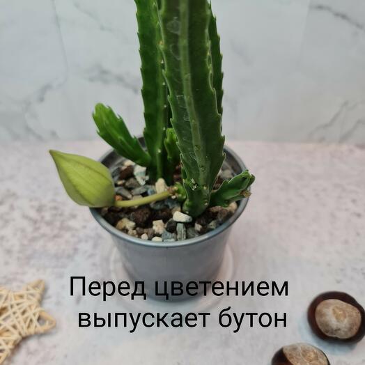 Стапелия крупноцветковая маме в подарок
