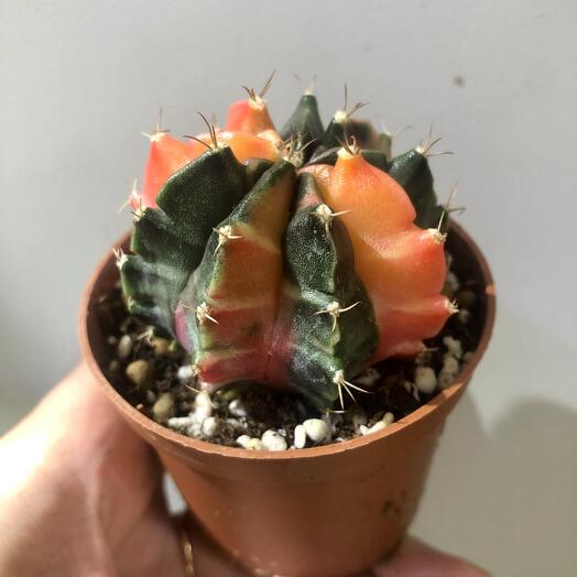 Гимнокалициум