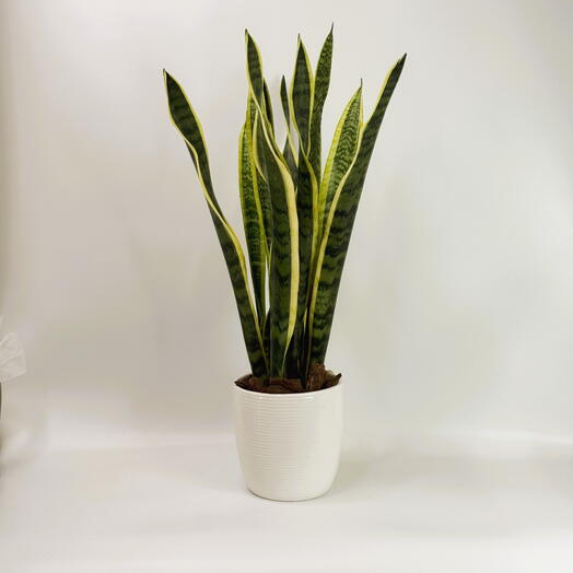 Sansevieria Trifasciata (Snake Plant) For Home/Corporate