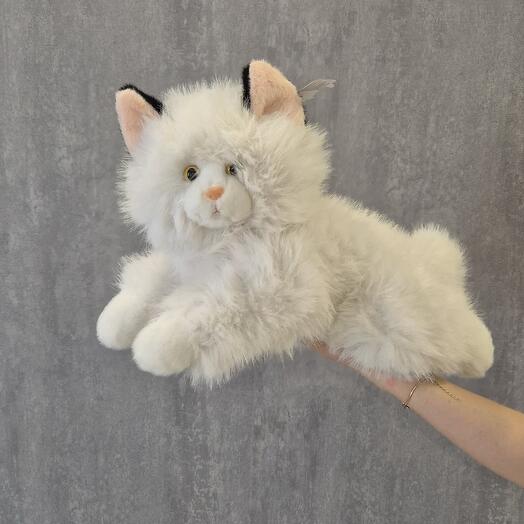 Котик белый