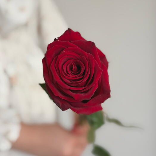Бордовая стойкая роза 🌹