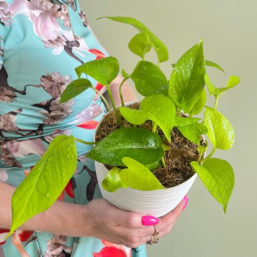 Сциндапсус (эпипремнум) Лемон Лайм в пластиком горшке