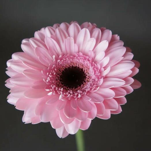 Гербера Розовая