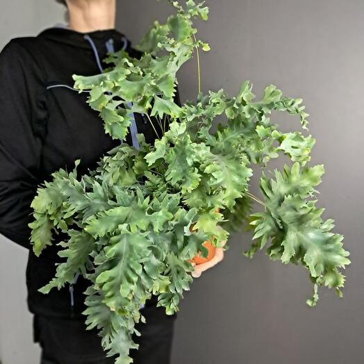 Папоротник Флебодиум кудрявый