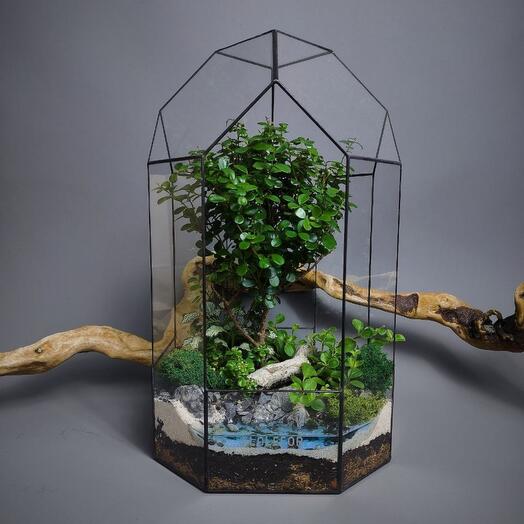 Флорариум с деревом-бонсай мирсиной африканской "Большой маяк"