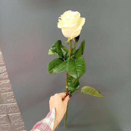 Мондиаль голландия