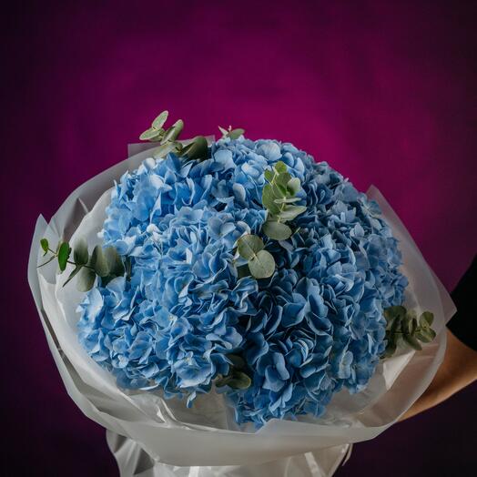 Гортензия голубая