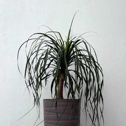 Нолина D21 Крупномер