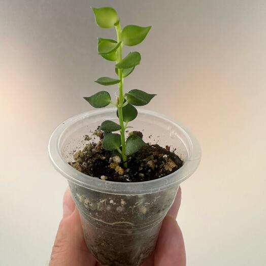 Дисхидия миллион сердец Dischidia ruscifolia