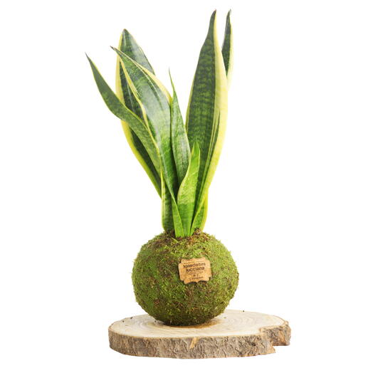 Kokedama Saensiviera