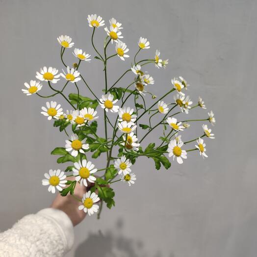 Ромашка кустовая