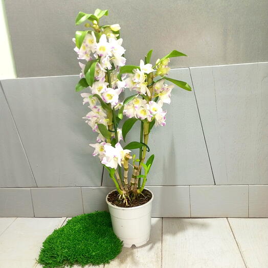 Дендробиум Нобиле орхидея