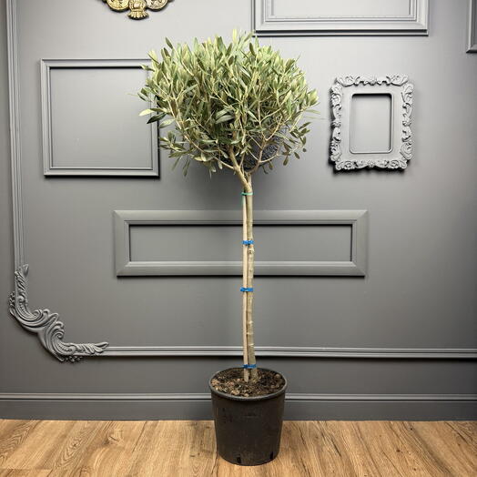 Живое Оливковое дерево H 105 см