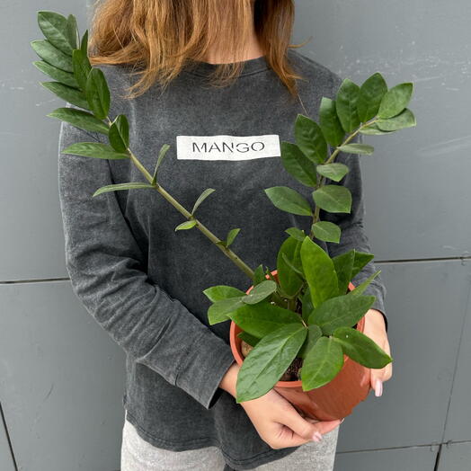 Денежное дерево Замиокулькас