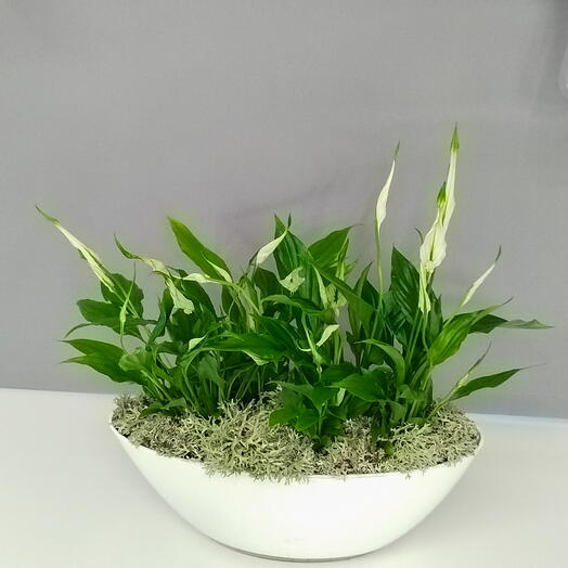 Спатифиллум в кашпо лодочка