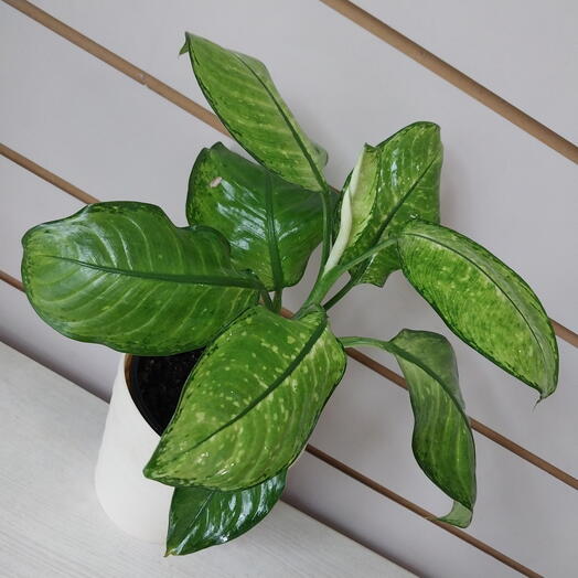 Диффенбахия Рудольф Роерс, 30 см