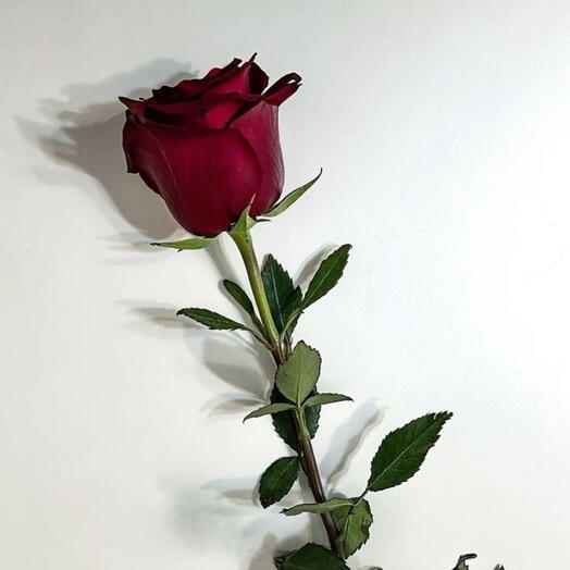 Красная роза