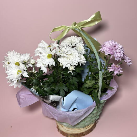 Большая корзина из трех живых ароматных  хризантем