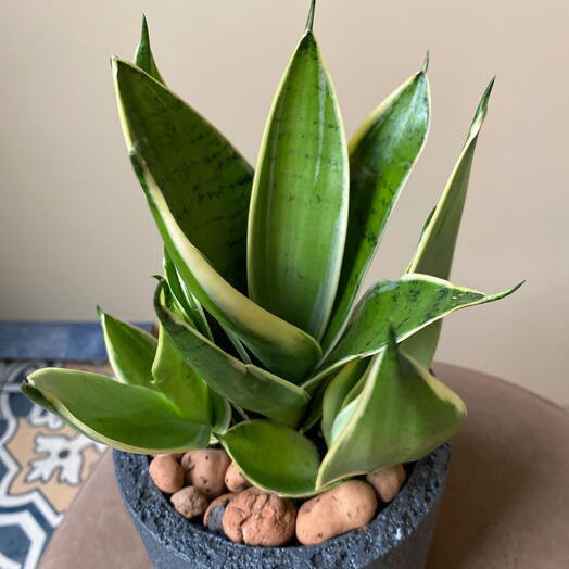 Сансавиерия в кашпо